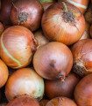 Čebula ozimna Winteria - Allium cepa - semena čebule - 250 kos
