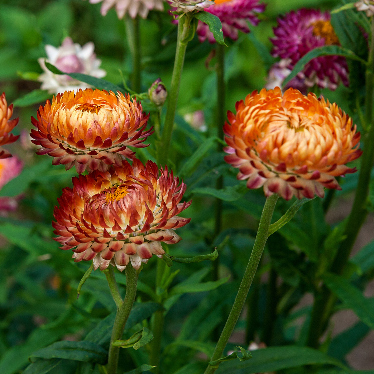 Slaměnka bronzová - Helichrysum bracteatum - semena slaměnky - 500 ks