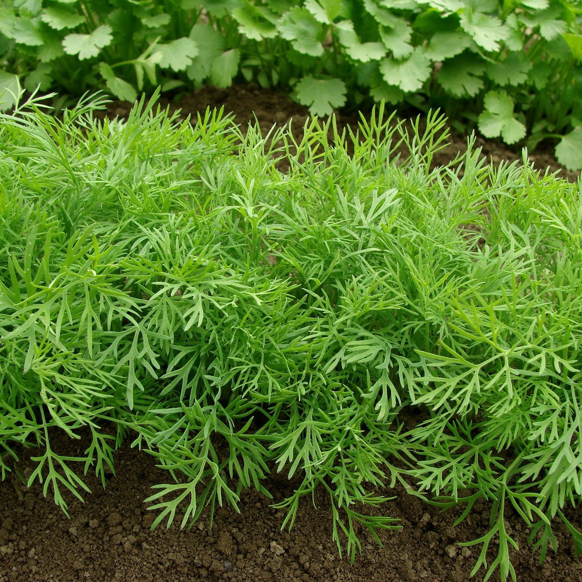 Kopr vonný Compact - Anethum graveolens - semena kopru - 500 ks