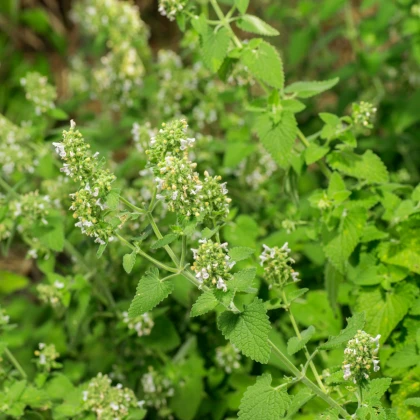 Šanta kočičí citrónová - Nepeta cataria var. citriodora - semena šanty - 15 ks