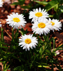 Astra alpínská bílá - Aster alpinus - semena astry - 50 ks