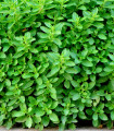 Origano Zaatar - Origanum syriaca - semena origana - 25 kos
