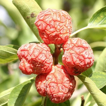 Kudranie - Maclura tricuspidata - semena kudranie - 5 ks