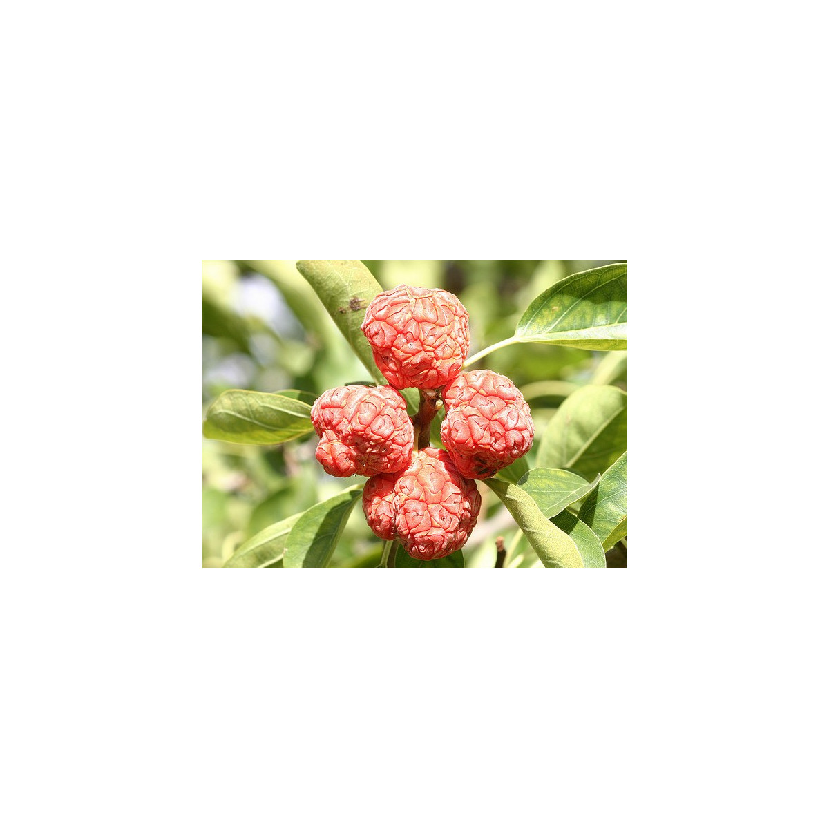 Kudranie - Maclura tricuspidata - semena kudranie - 5 ks