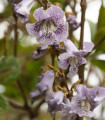 Paulownia catalpifolia - semena pavlovnije - 15 kosov