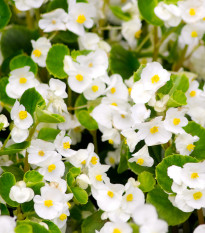Begonija Super Olympia bela F1 - Begonia semperflorens - semena begonije - 20 kos