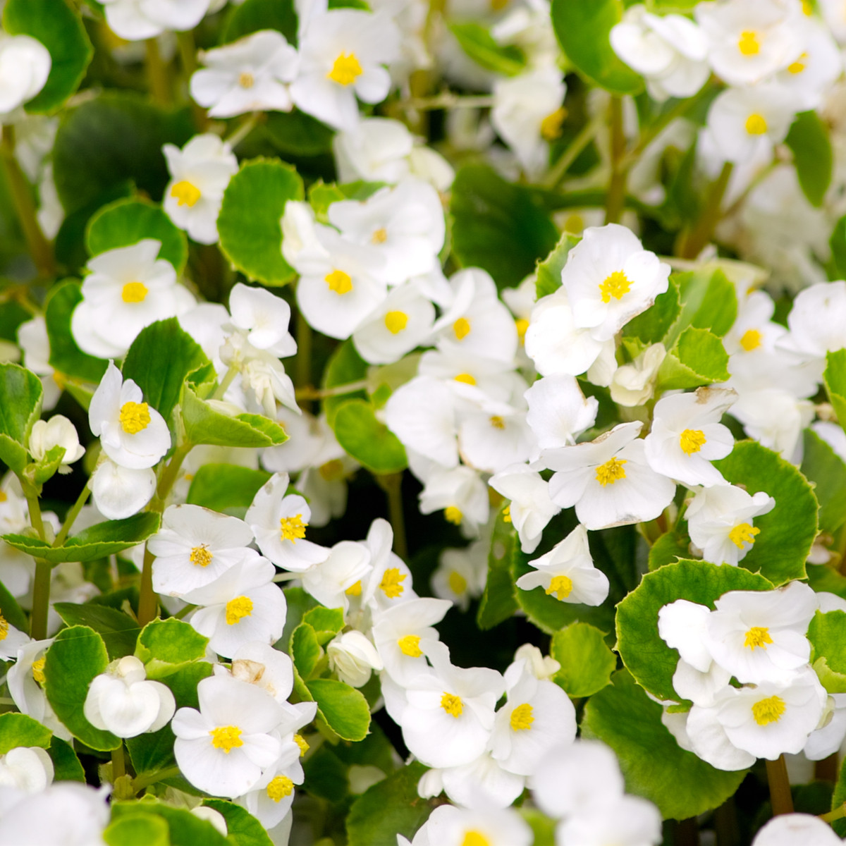 Begonija Super Olympia bela F1 - Begonia semperflorens - semena begonije - 20 kos