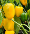 Paprika enoletna zelenjavna Pusztagold - Capsicum annuum - semena paprike - 12 kos