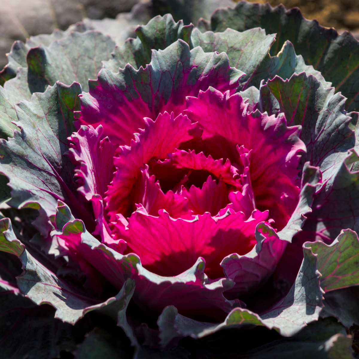 Okrasné zelí červené Nagoya F1 - Brassica oleracea - semena okrasného zelí - 20 ks