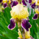Kosatec německý Nibelungen - Iris germanica - hlízy kosatce - 1 ks