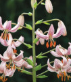 Lili Martagon Pink Morning - Lilium martagon - čebulica lilije - 1 kos