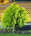 Tisa zahodna Northern White Cedar - Thuja occidentalis - semena tise - 18 kosov