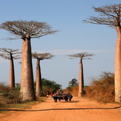 Baobab Za - Adansonia za - semena baobabu - 3 ks