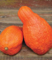 Buča Boston Marrow - Cucurbita maxima - semena buče - 8 kosov