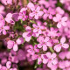 Mydlice bazalkovitá - Saponaria ocymoides - semena mydlice - 25 ks