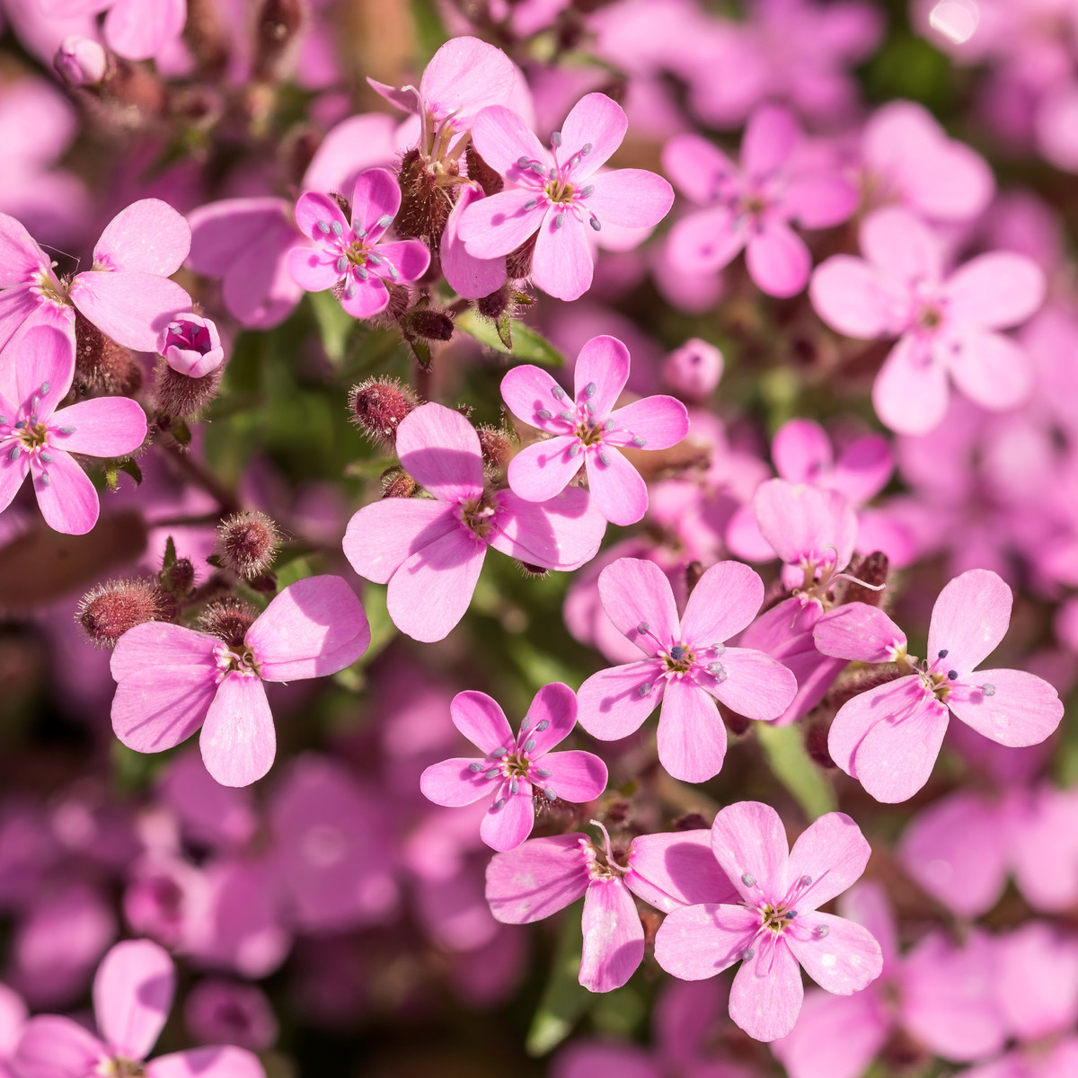 Mydlice bazalkovitá - Saponaria ocymoides - semena mydlice - 25 ks