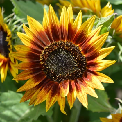 Slunečnice Ring of Fire - Helianthus annuus - semena slunečnice - 8 ks