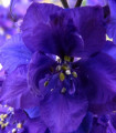 Stračka vzpenjajoča - Delphinium cultorum - semena - 50 kosov