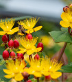Tavžentroža jagodna - Hypericum androsaemum - semena tavžentrože - 300 kos