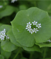 BIO Zimski portulak - Claytonia perfoliata - bio semena batolke - 100 kos