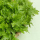 BIO Gorčica Wasabina - Brassica juncea - bio semena gorčice - 100 kos