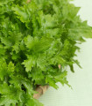 BIO Gorčica Wasabina - Brassica juncea - bio semena gorčice - 100 kos