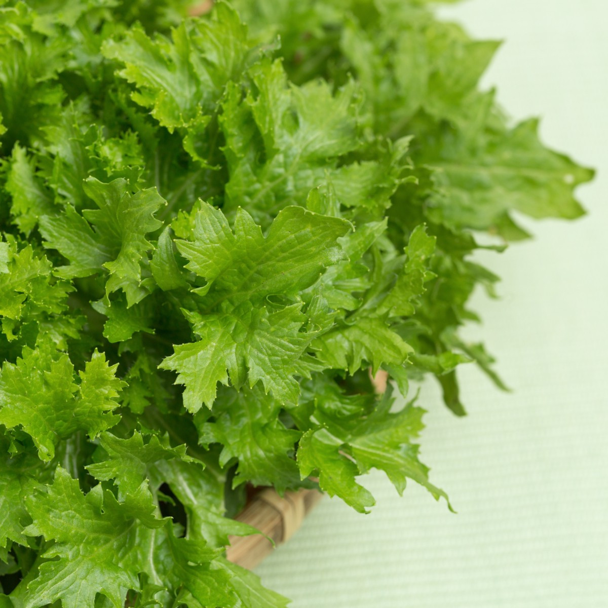 BIO Hořčice Wasabina - Brassica juncea - bio semena hořčice - 100 ks