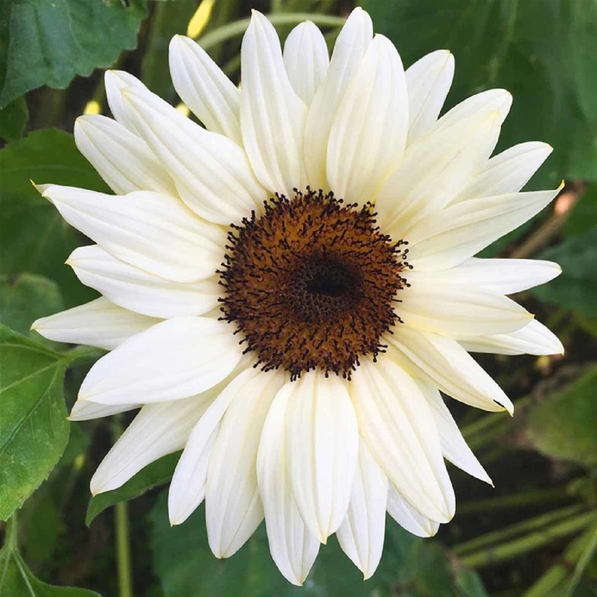 Slunečnice Pro Cut White & Black F1 - Helianthus annuus - semena slunečnice - 8 ks