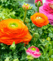 Oranžni polnjen cvet maslenica - Ranunculus asiaticus - gomolji maslenice - 3 kosi