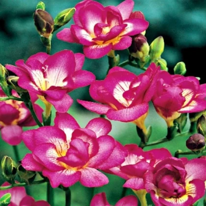 Frézie plnokvětá růžová - Freesia - hlízy frézie - 3 ks