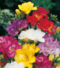Frézie plnokvětá směs - Freesia - hlízy frézie - 9 ks
