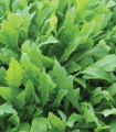 Rukola za hitro gojenje v stanovanju Speedy - Eruca sativa - semena rukole - 300 kos