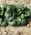 Tatsoi - Brassica rapa var rosularis - semena tatsoi - 100 kos