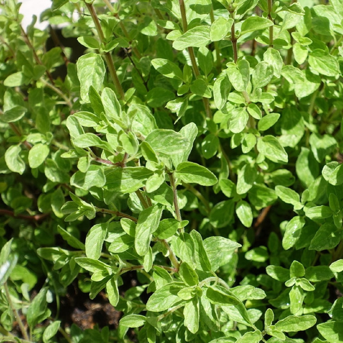 Majoránka divoká - Pot marjoram - semena majoránky - 500 ks