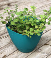 Grško origano - Origanum vulgare - semena origana - 250 kos