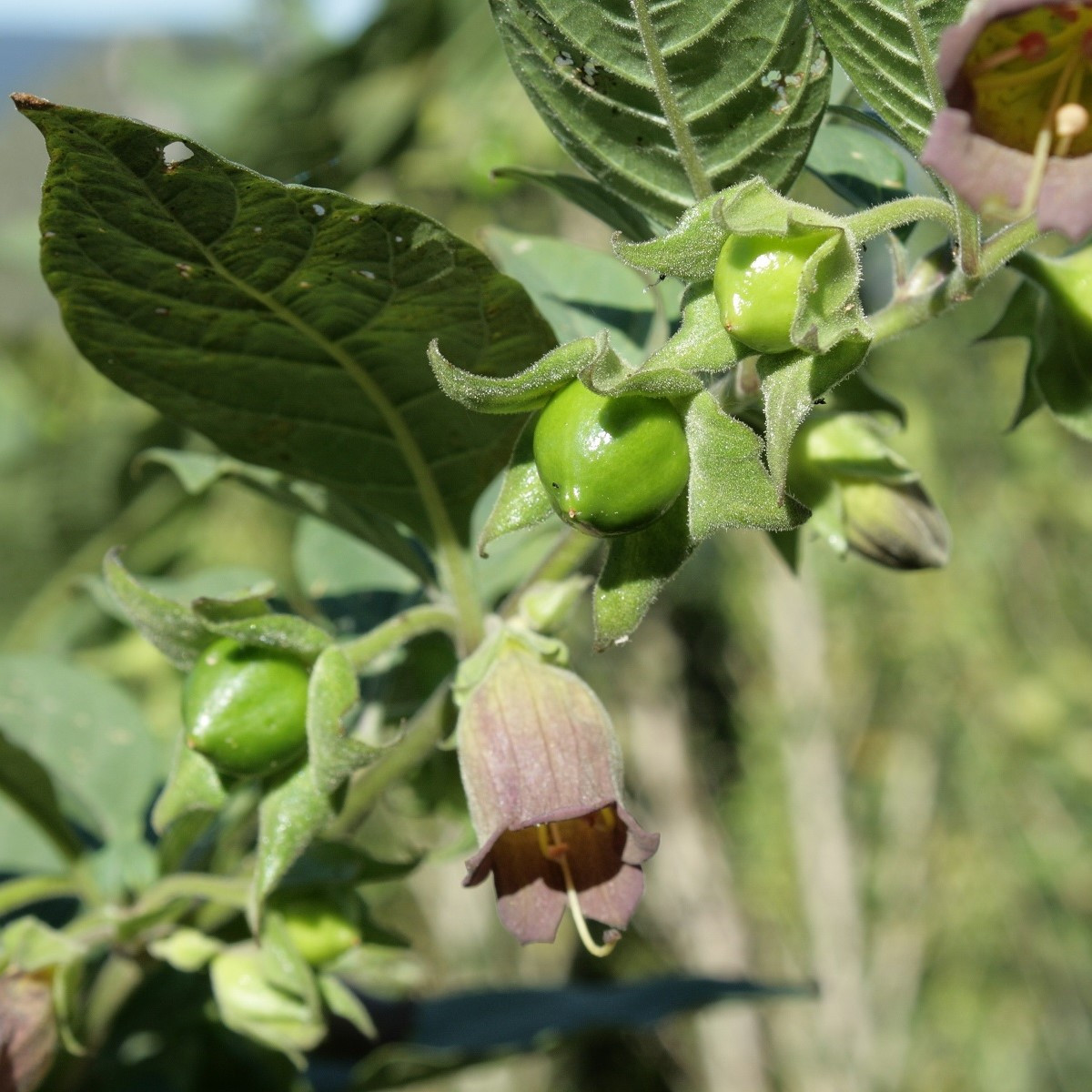 Rulík zlomocný - Atropa belladonna - semena rulíku - 10 ks