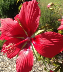 Škrlatni hibiskus - Hibiscus coccineus - semena hibiskusa - 15 kos