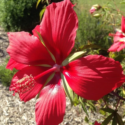 Škrlatni hibiskus - Hibiscus coccineus - semena hibiskusa - 15 kos