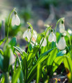 Sneguljčica Woronova - Galanthus woronowii - čebulice sneguljčice - 3 kosi