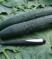Solatna kumara Aikon F1 - Cucumis sativus - semena kumare - 10 kos