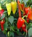 Paprika Beja F1 - Capsicum annuum - semena paprike - 10 kosov