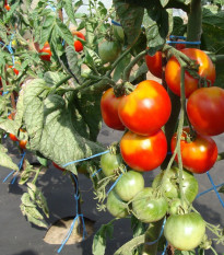 Paradižnik stupički poljski zgodnji - Solanum lycopersicum - semena paradižnika - 35 kosov