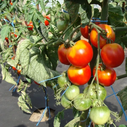 Paradižnik stupički poljski zgodnji - Solanum lycopersicum - semena paradižnika - 35 kosov
