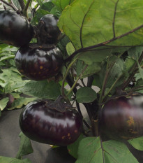 Jajčevec Laura - Solanum melongena - semena jajčevca - 30 kosov