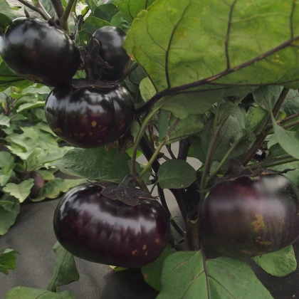 Jajčevec Laura - Solanum melongena - semena jajčevca - 30 kosov