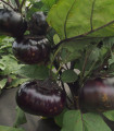 Jajčevec Laura - Solanum melongena - semena jajčevca - 30 kosov