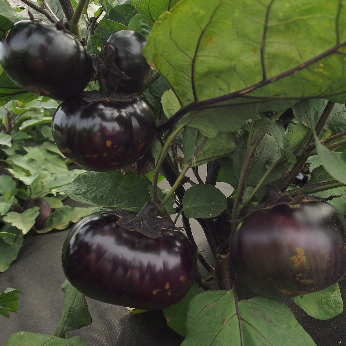 Jajčevec Laura - Solanum melongena - semena jajčevca - 30 kosov