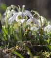 Polna snežna kapica - Galanthus nivalis double - čebulice snežnih kapic - 3 kosi
