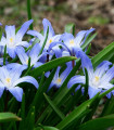 Ladonika Blue Giant - Chionodoxa forbesii - čebulice ladonike - 5 kosov