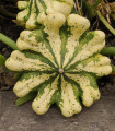 Patisson Vert Jaune - Cucurbita pepo - semena patissona - 5 kosov